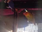 African Love Birds
