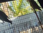 African Love Birds