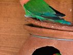 African Love Birds