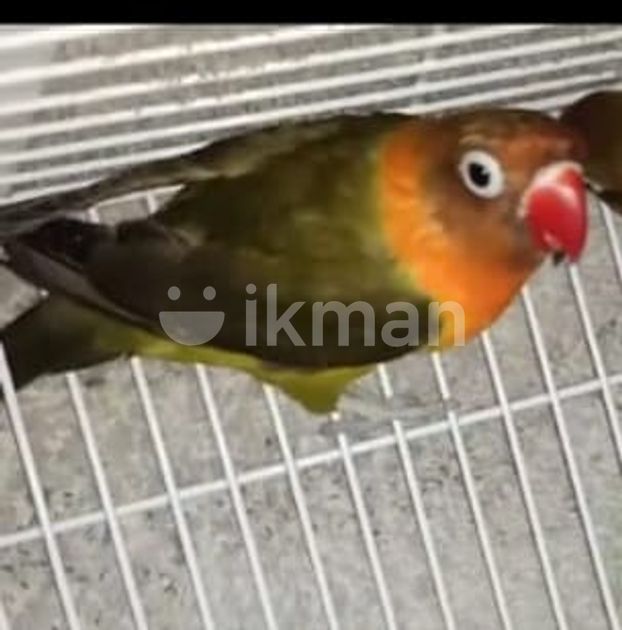 African Love Birds in Batticaloa City ikman