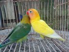 African Love Birds