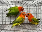 African Love Birds