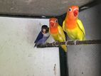 African Love Birds