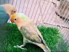 African Love Birds