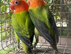 African Love Birds