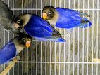 African Love Birds