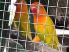 African Love Birds