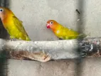 African Love Birds