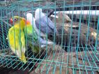 African Love Birds