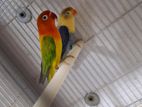 African Love Birds
