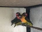African Love Birds