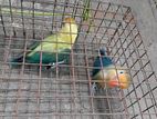 African Love Birds