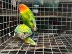 African love birds