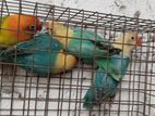 African Love Birds