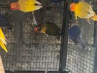 African Love Birds
