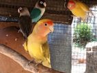 African Love Birds