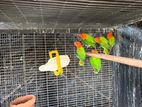 African Love Birds
