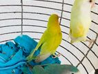 African Love Birds