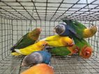 African Love Birds