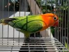 African Love Birds