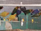 African Love Birds