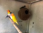 African Love Birds