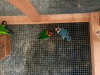 African Love Birds