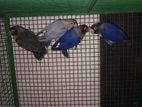 African Love Birds