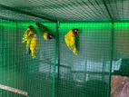 African Love Birds