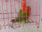 African love birds