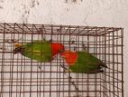 African Love Birds