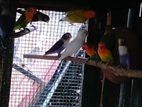 AFRICAN LOVE BIRDS