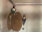 African love birds