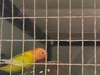 African Love Birds
