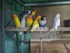 African Love Birds