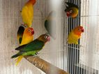 African Love Birds