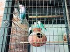 African Love Birds