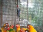 African Love Birds