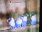 African Love Birds