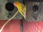 African Love Birds