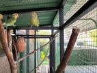 African Love Birds