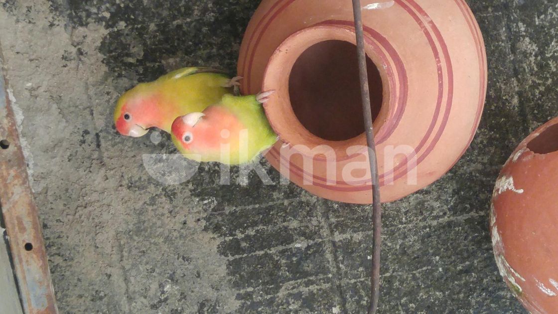 African Love Birds in Gampaha City ikman.lk