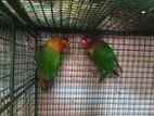 African Love Birds