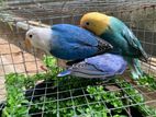 African Love Birds