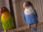 African Love Birds