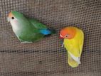 African Love Birds