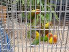 African Love Birds