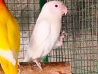 African Love Birds