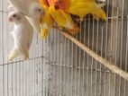 African Love Birds