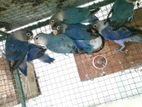 African Love Birds